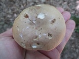 Tylopilus felleus image