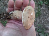 Tylopilus felleus image