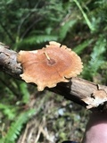 Polyporus leptocephalus image