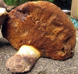 Suillus pseudobrevipes image