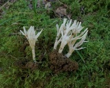 Tremellodendropsis semivestita image