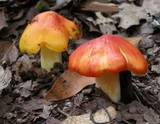 Hygrocybe acutoconica image