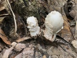 Amanita rubescens var. rubescens image