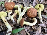 Leccinum rubropunctum image