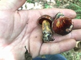 Boletus rufocinnamomeus image