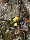 Vibrissea truncorum image