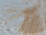 Vibrissea truncorum image