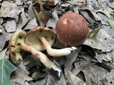 Xanthoconium purpureum image