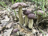 Tylopilus williamsii image