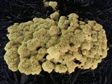 Fuligo septica image