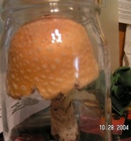 Amanita persicina image