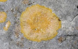 Caloplaca eugyra image