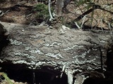 Trichaptum abietinum image