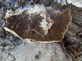 Trichaptum abietinum image