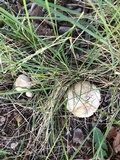 Leucopaxillus paradoxus image