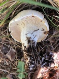 Leucopaxillus paradoxus image