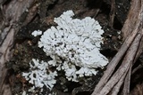 Physcia biziana image