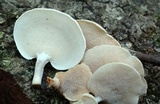 Panellus pusillus image