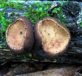 Galiella rufa image