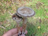 Panaeolus cinctulus image