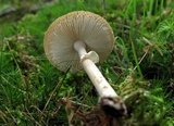 Amanita solaniolens image