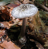 Amanita onusta image