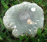 Russula parvovirescens image