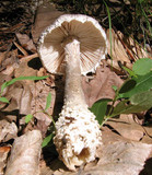 Amanita onusta image