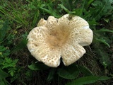 Russula crustosa image