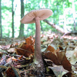 Amanita onusta image