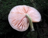 Rhodotus palmatus image