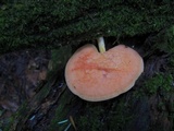 Rhodotus palmatus image