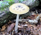 Amanita xanthomitra image