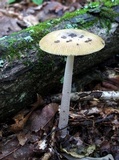 Amanita xanthomitra image