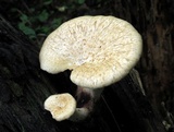 Bresadolia craterella image