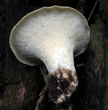 Bresadolia craterella image