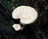 Bresadolia craterella image