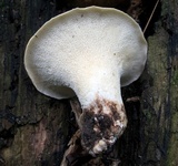 Bresadolia craterella image