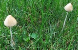 Conocybe apala image