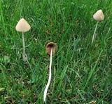 Conocybe apala image