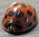 Hesperomyces virescens image