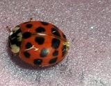 Hesperomyces virescens image