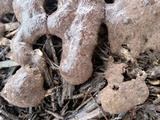 Fuligo septica image