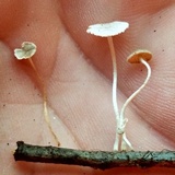 Mycetinis opacus image