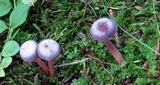 Laccaria amethystina image