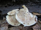 Postia tephroleuca image