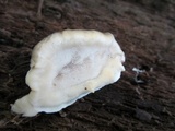 Postia tephroleuca image
