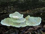 Postia tephroleuca image