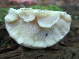 Postia tephroleuca image