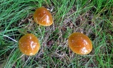 Hygrocybe psittacina var. perplexa image